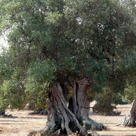 Casa Nonna Emma * Lizzano (Apulia)
